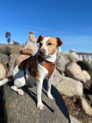 Ein kleiner Hund aus dem Training von Steffi von Dollen
